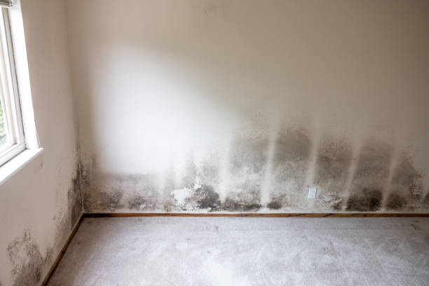 Best Forensic Mold Investigation  in Hazlehurst, MS